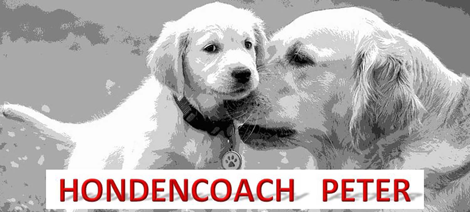 Peter hondencoach - hondencoach Limburg - hondengedragstherapie Limburg
