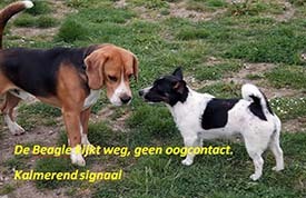 Hondencoach - Hondengedragstherapie Limburg