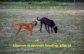 Hondencoach - Hondengedragstherapie Limburg